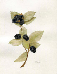 Blackberries