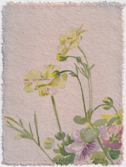 Butterfly Ranunculus