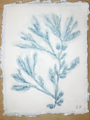 Blue Sea Kelp No. 3