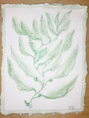Green Sea Kelp No. 2