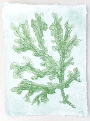 Green Seaweed No. 1