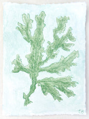 Green Seaweed No. 2