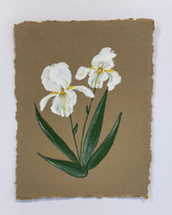 Douglas Iris