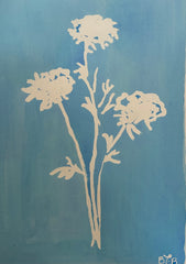 Ranunculus