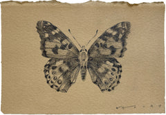 Painted Lady Butterfly