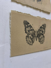 Painted Lady Butterfly