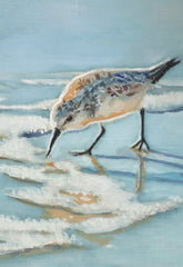 Sanderling
