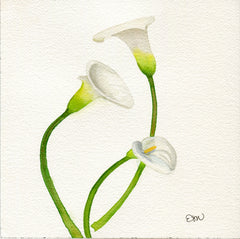 Calla Lilies