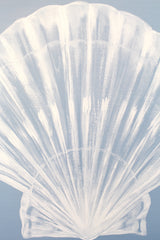 Scallop Shell on Blue