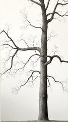 Shelby Park II (Psalm 40/17)