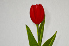 Red Tulip 2