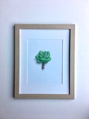 Succulent Study 1