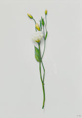 White Flower Study 1