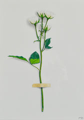 White Flower Study 2