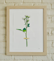 White Flower Study 2