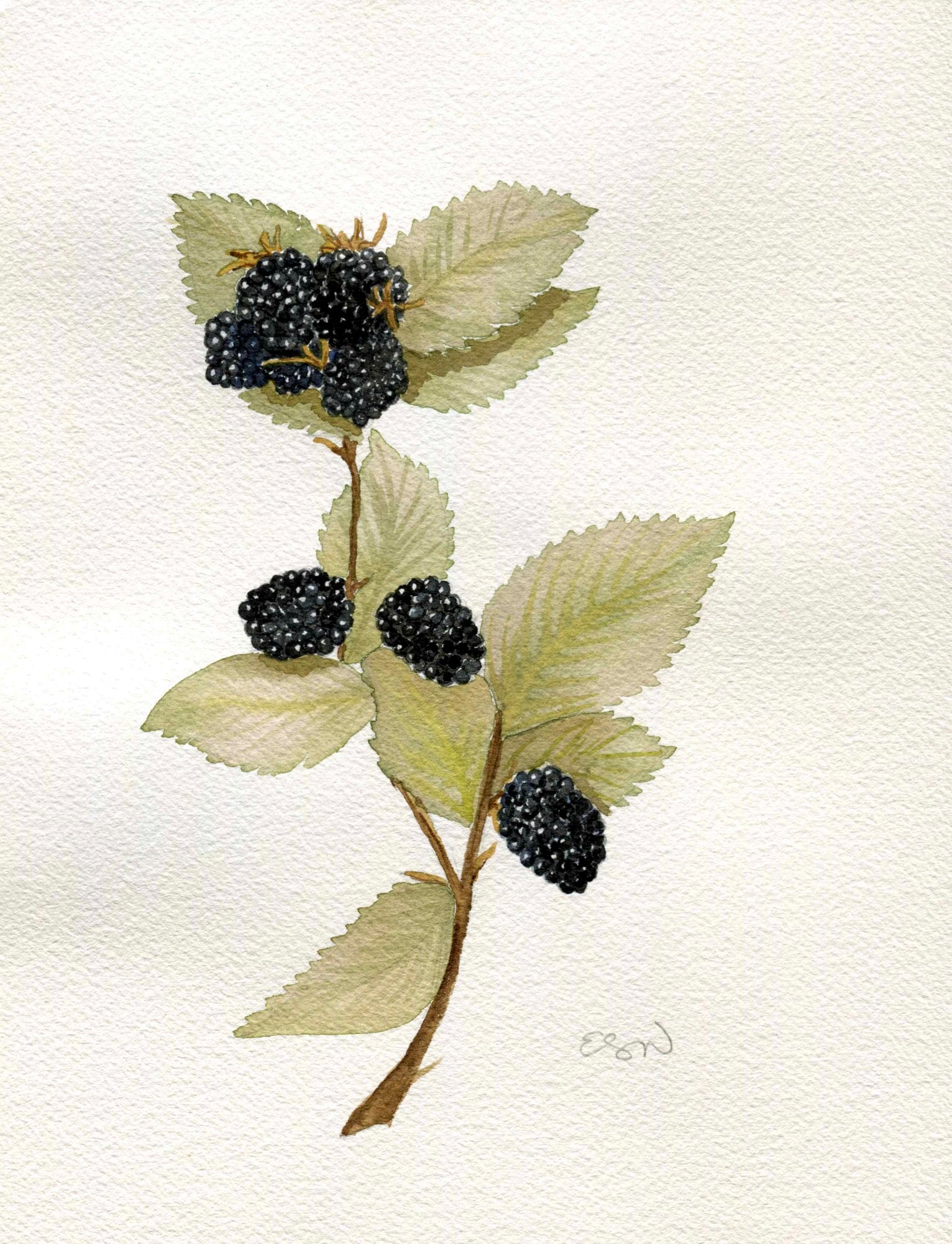 Blackberries