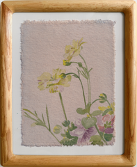 Butterfly Ranunculus