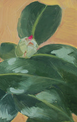 Camellia Sasanqua