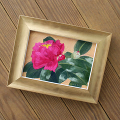 Camellia Sasanqua