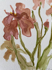 Mauve Iris