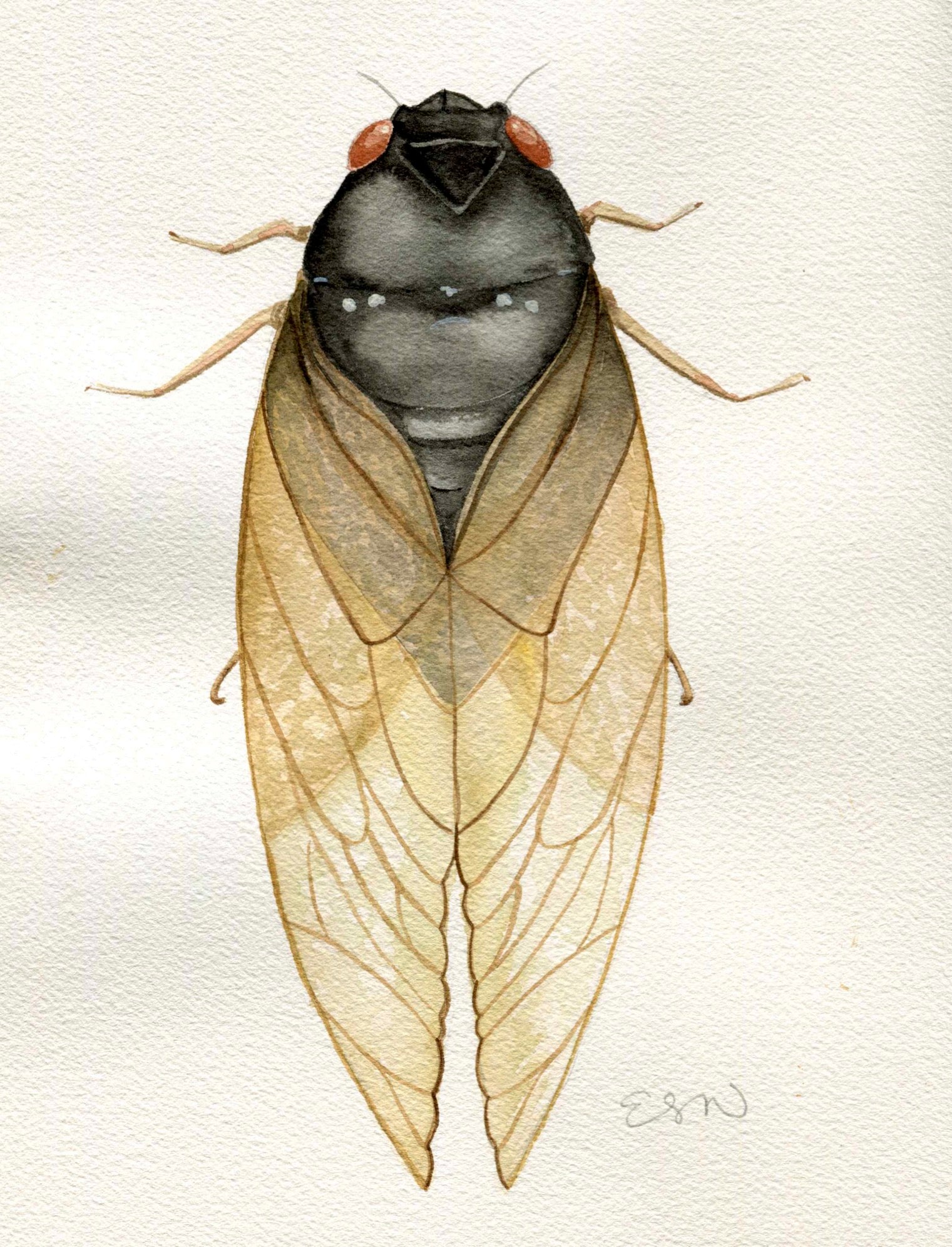 Cicada