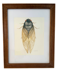 Cicada