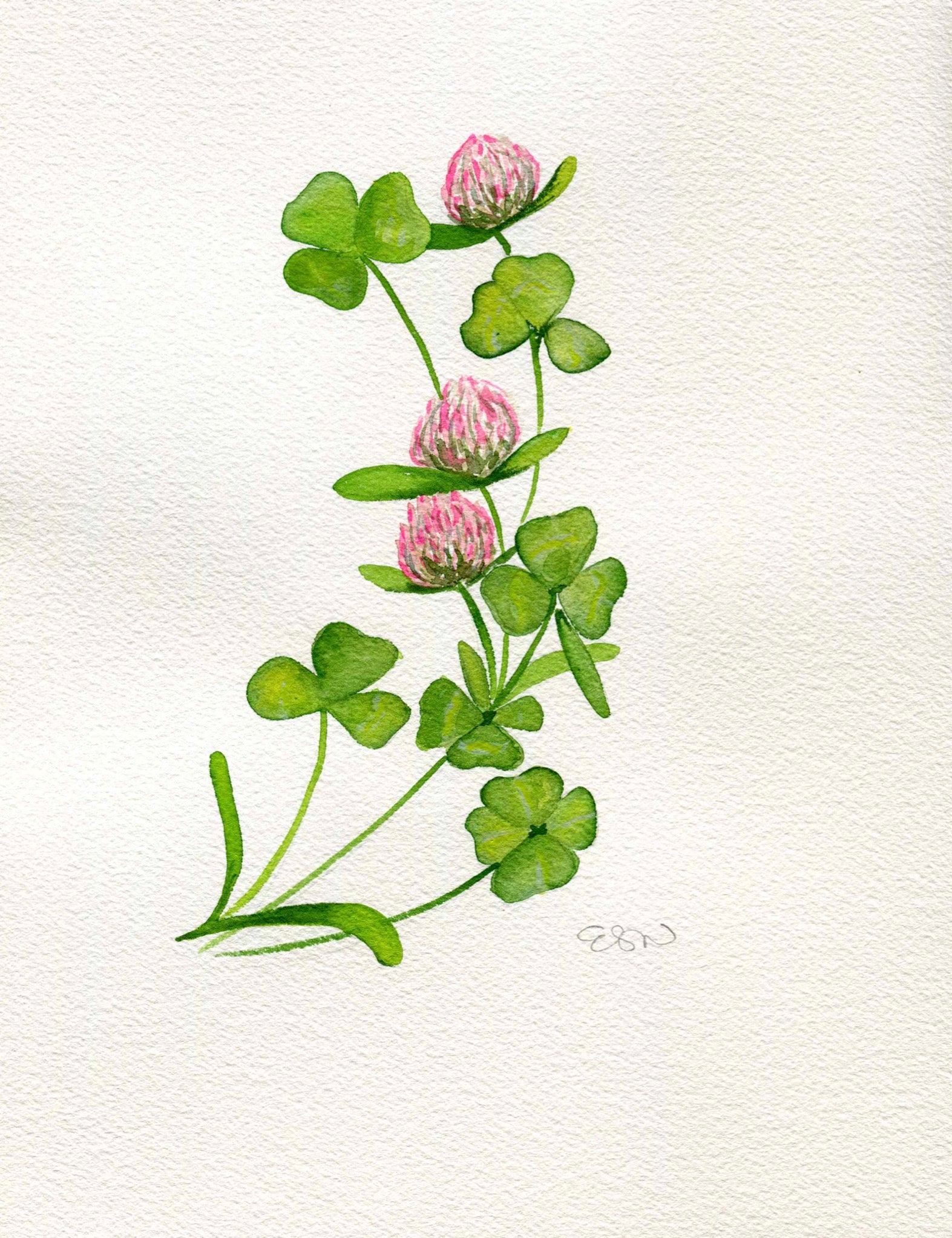 Clover