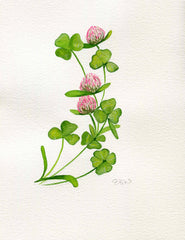 Clover