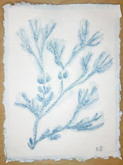 Blue Sea Kelp No. 4