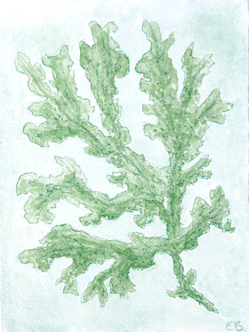 Green Seaweed No. 1