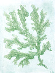 Green Seaweed No. 1