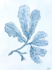 Indigo Seaweed No. 1