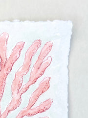 Pink Seaweed No. 2