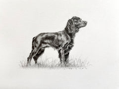 Boykin Spaniel