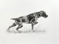 German Wirehaired Pointer