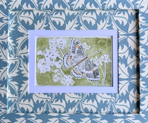 Butterflies 033
