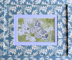Butterflies 033