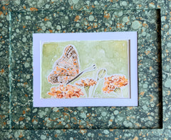 Butterflies 034