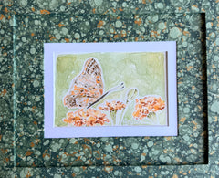 Butterflies 034