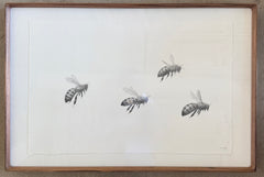 Bees
