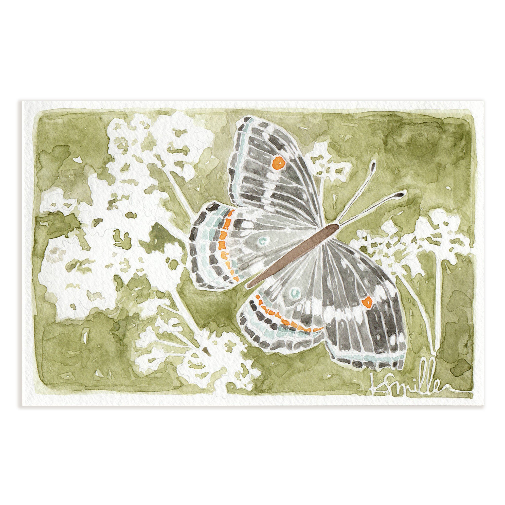 Butterflies 033