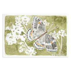 Butterflies 033