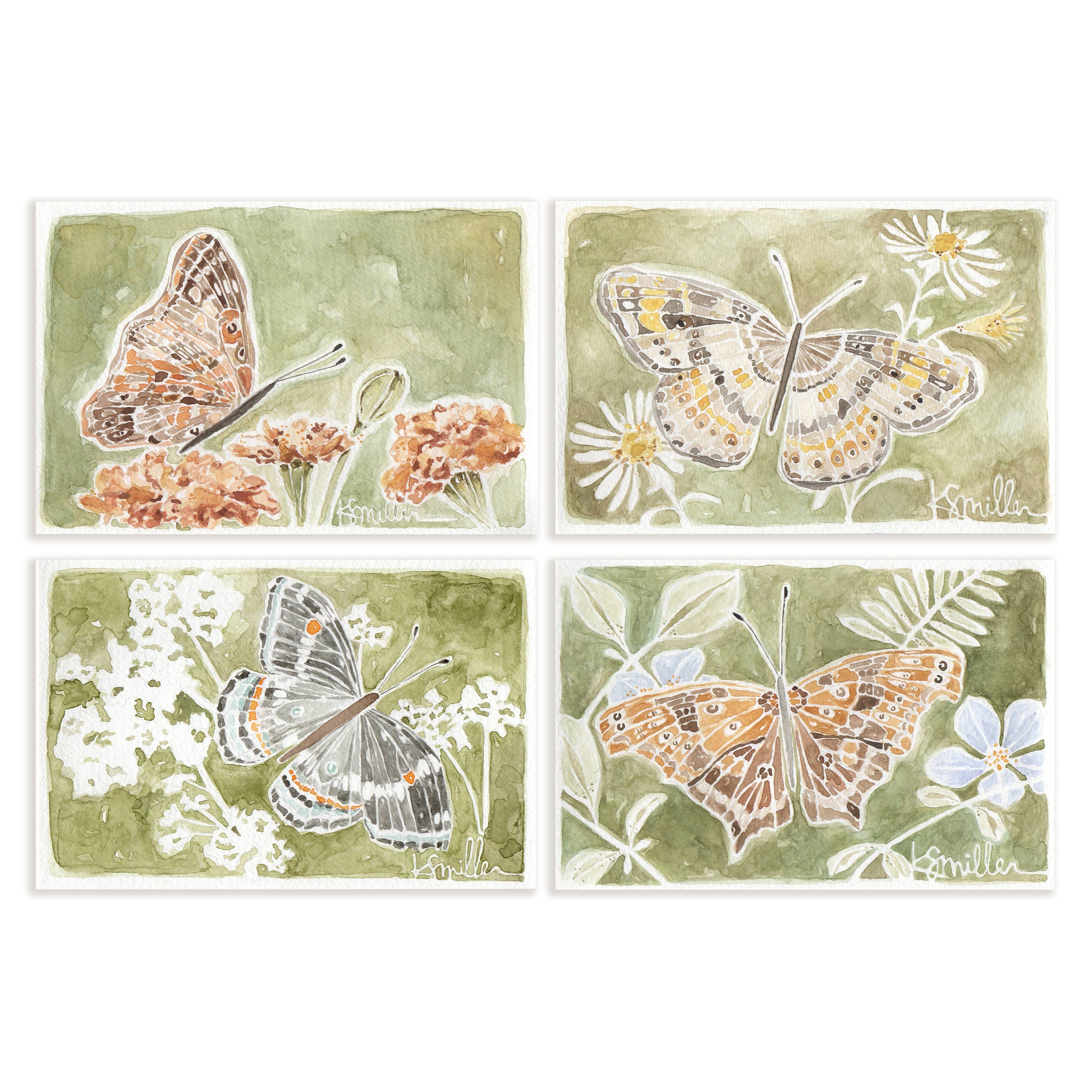 Butterflies 033