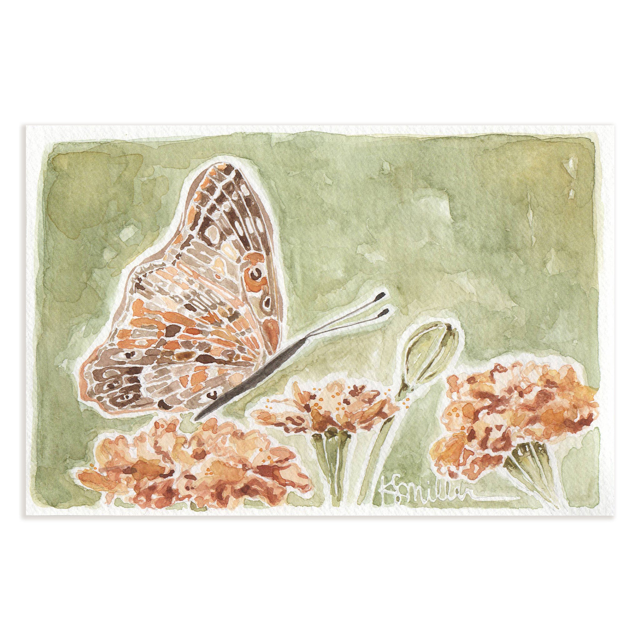 Butterflies 034