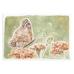 Butterflies 034