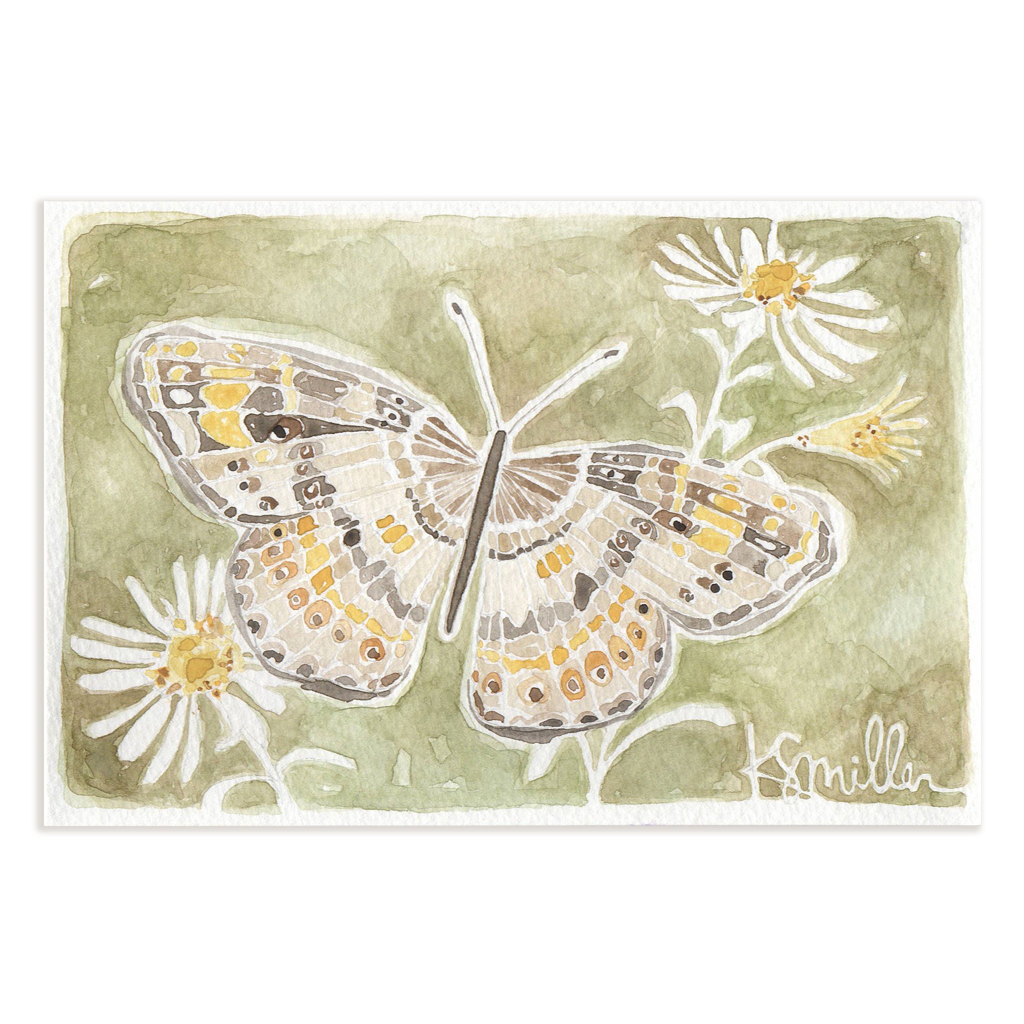 Butterflies 035