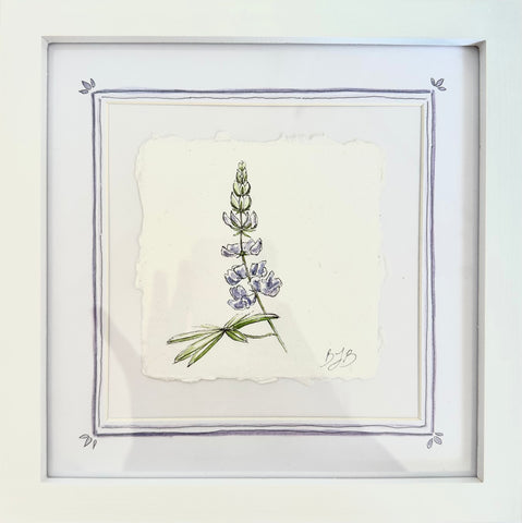 Alpine Lupine