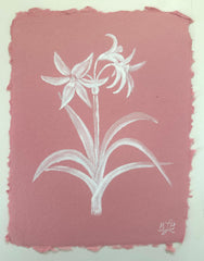 Crinum Lily 'Stars and Stripes'