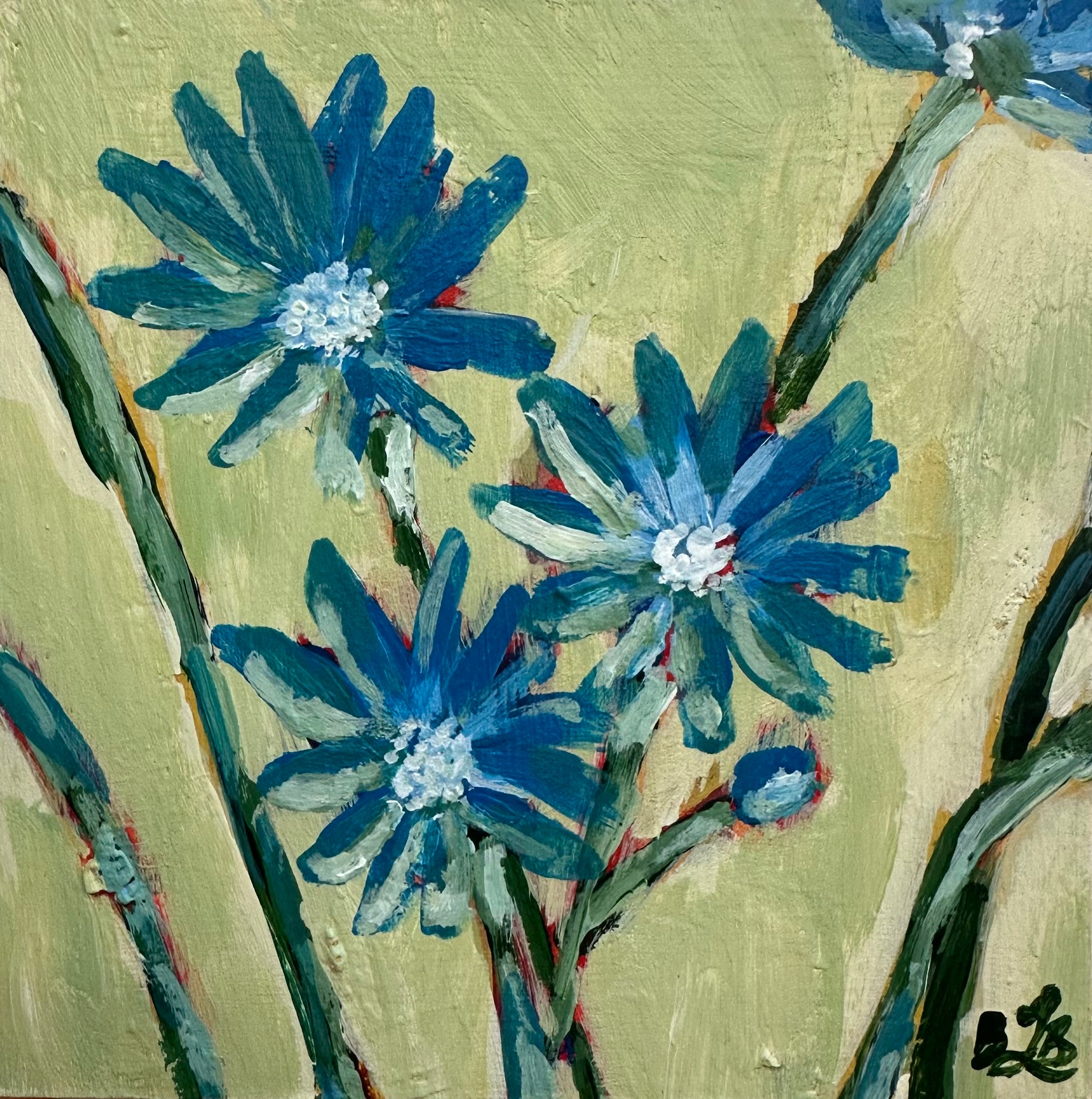 Chicory