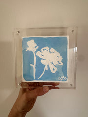 Mini Butterfly Ranunculus